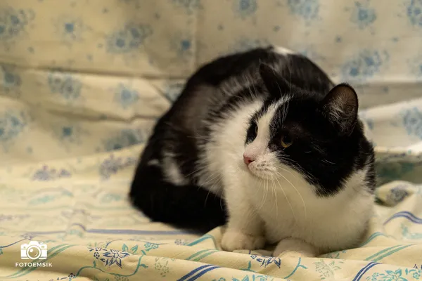 Kot do adopcji, Sosnowiec, 21 października 2025 (2/5)