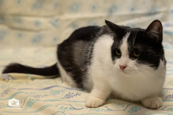 Kot do adopcji, Sosnowiec, 21 października 2025 (3/5)