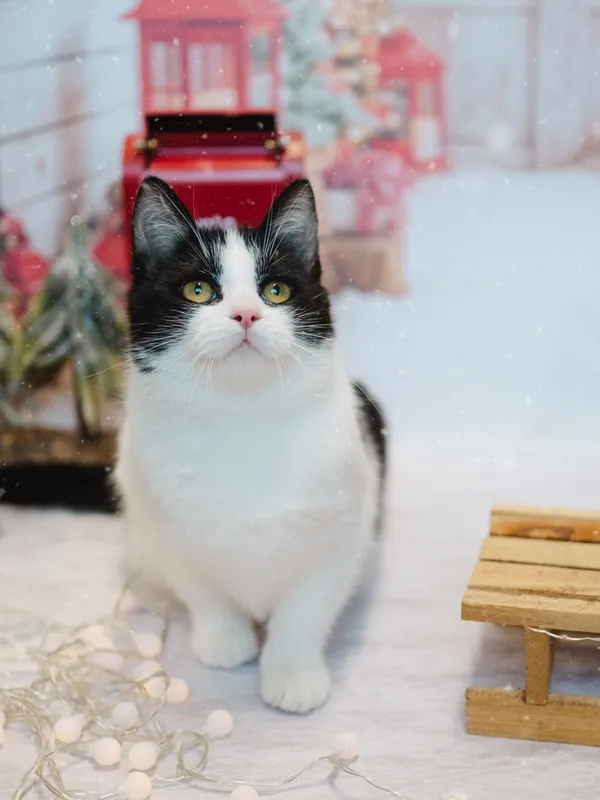 Kot do adopcji, Sosnowiec, 21 października 2025 (4/5)