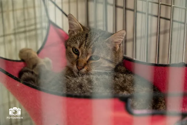 Kot do adopcji, Sosnowiec, 30 września 2025 (2/5)