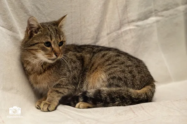 Kot do adopcji, Sosnowiec, 30 września 2025 (3/5)