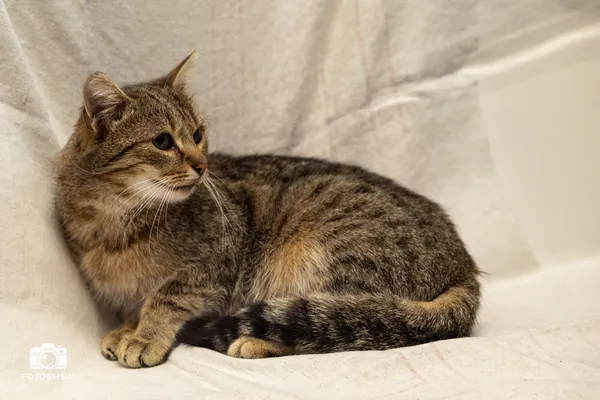 Kot do adopcji, Sosnowiec, 30 września 2025 (4/5)