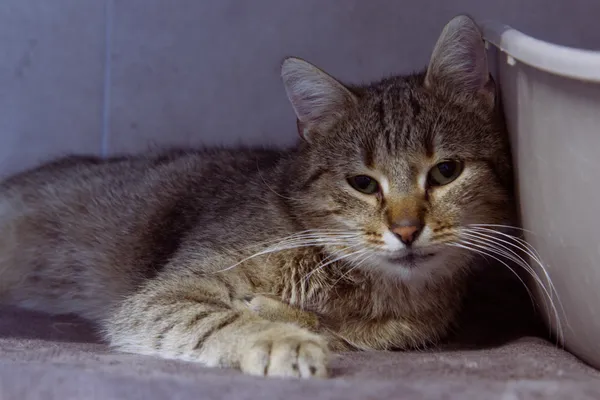 Kot do adopcji, Sosnowiec, 30 września 2025 (5/5)