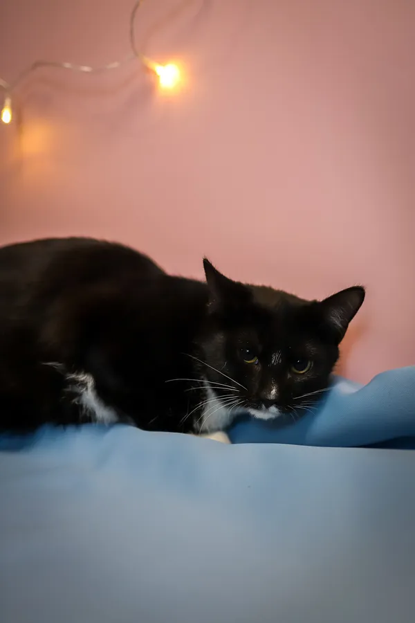 Kot do adopcji, Sosnowiec, 10 października 2025 (1/5)