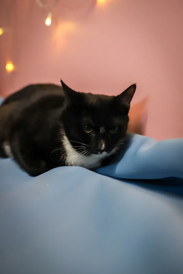 Kot do adopcji, Sosnowiec, 10 października 2025 (2/5)