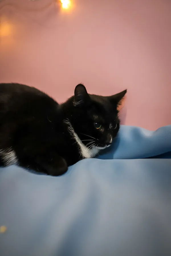 Kot do adopcji, Sosnowiec, 10 października 2025 (3/5)