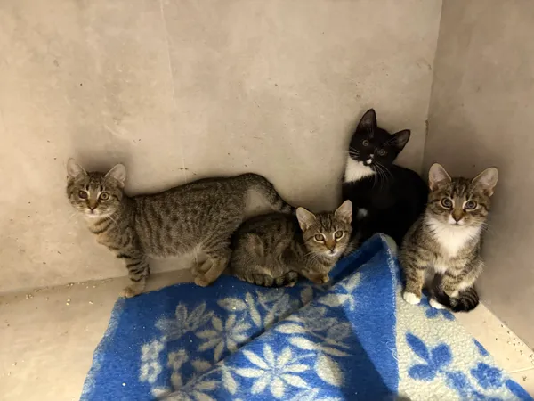 Kot do adopcji, Sosnowiec, 5 października 2025 (3/3)