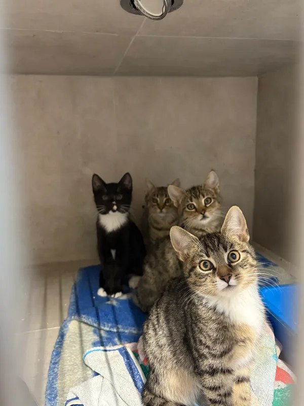 Kot do adopcji, Sosnowiec, 6 października 2025 (3/5)