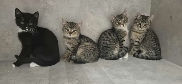 Kot do adopcji, Sosnowiec, 6 października 2025 (1/5)