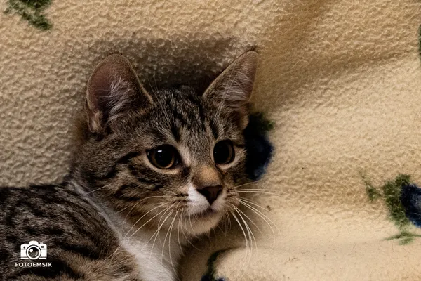 Kot do adopcji, Sosnowiec, 6 października 2025 (4/5)