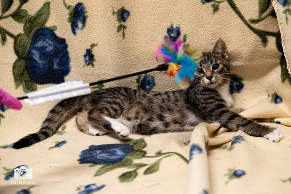 Kot do adopcji, Sosnowiec, 6 października 2025 (5/5)