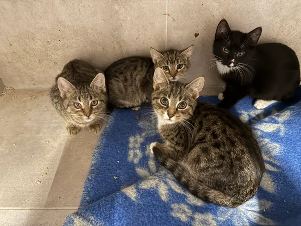 Kot do adopcji, Sosnowiec, 6 października 2025 (4/4)