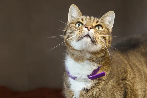 Kot do adopcji, Sosnowiec, 12 października 2025 (1/3)