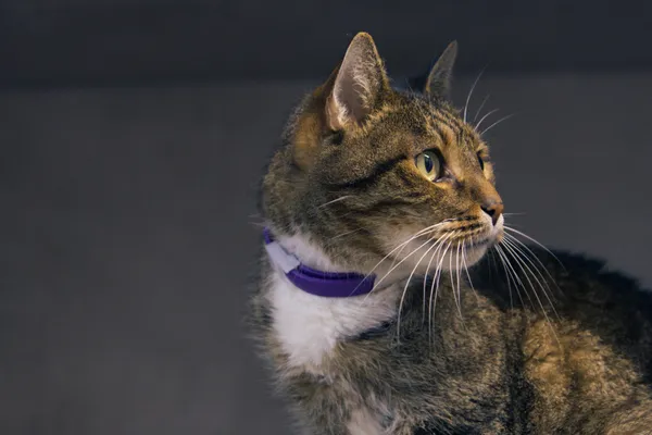 Kot do adopcji, Sosnowiec, 12 października 2025 (2/3)