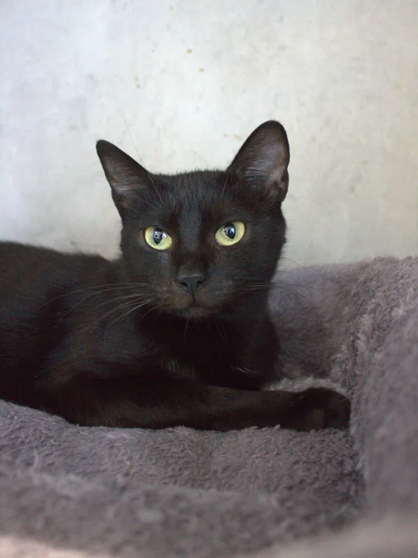 Kot do adopcji, Sosnowiec, 22 września 2025 (3/5)