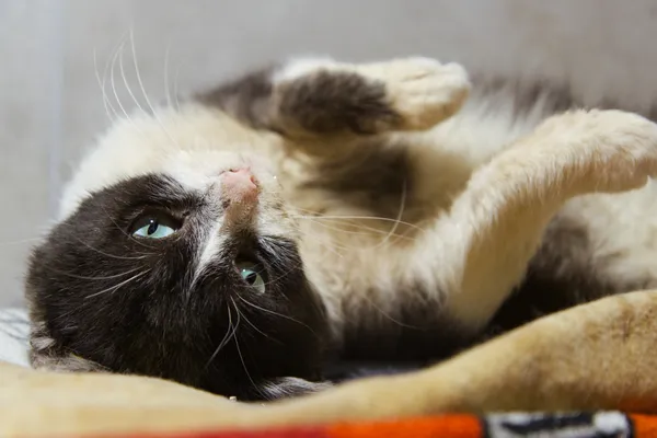 Kot do adopcji, Sosnowiec, 29 września 2025 (1/5)