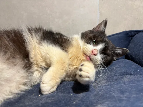 Kot do adopcji, Sosnowiec, 29 września 2025 (3/5)