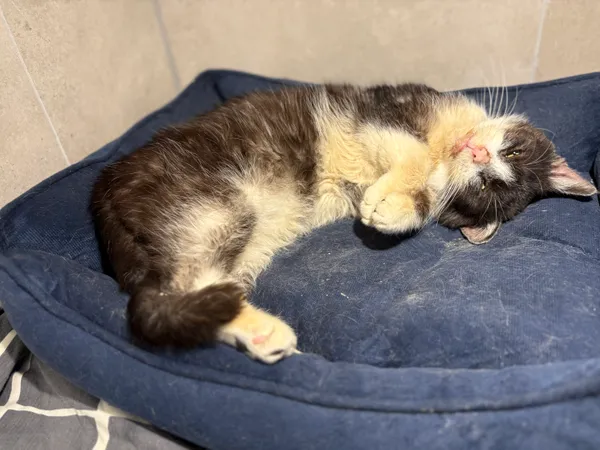 Kot do adopcji, Sosnowiec, 29 września 2025 (4/5)