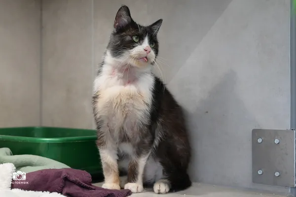 Kot do adopcji, Sosnowiec, 29 września 2025 (5/5)