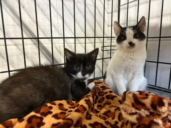 Kot do adopcji, Sosnowiec, 24 września 2025 (4/5)