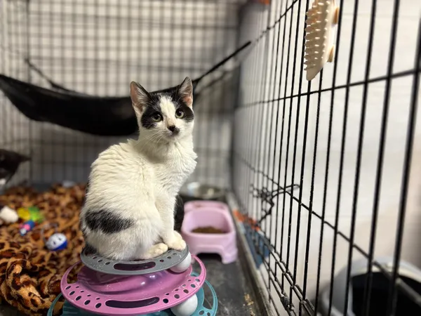 Kot do adopcji, Sosnowiec, 24 września 2025 (5/5)