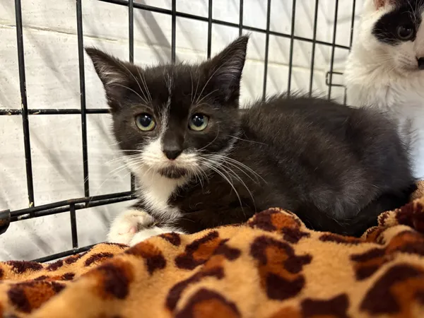 Kot do adopcji, Sosnowiec, 24 września 2025 (2/5)