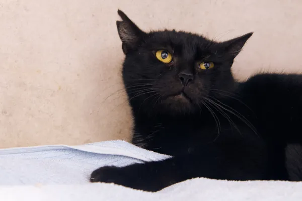 Kot do adopcji, Sosnowiec, 21 października 2025 (1/5)