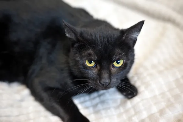 Kot do adopcji, Sosnowiec, 21 października 2025 (2/5)