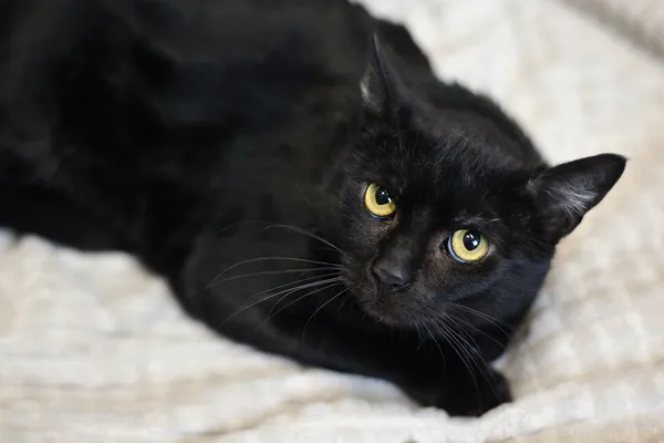 Kot do adopcji, Sosnowiec, 21 października 2025 (3/5)