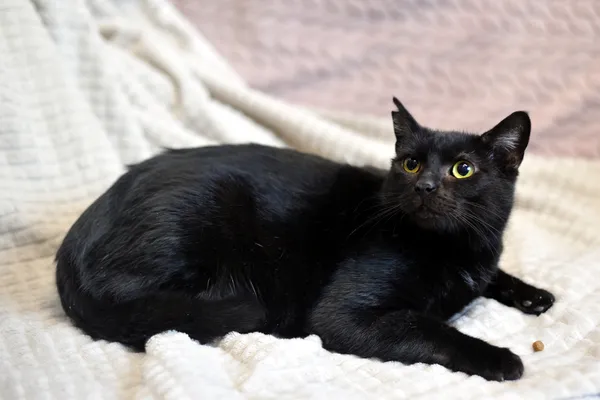 Kot do adopcji, Sosnowiec, 21 października 2025 (4/5)