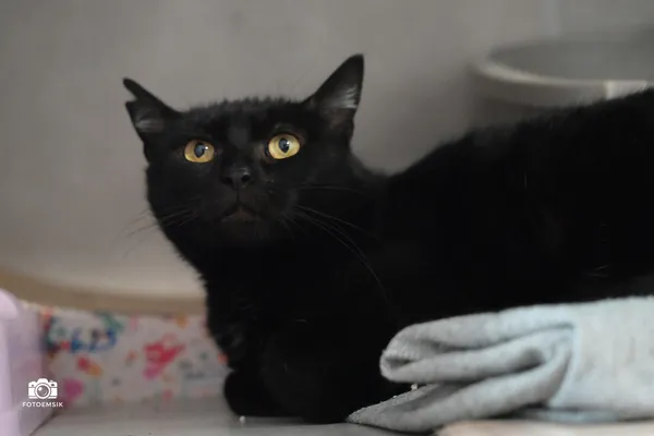 Kot do adopcji, Sosnowiec, 21 października 2025 (5/5)