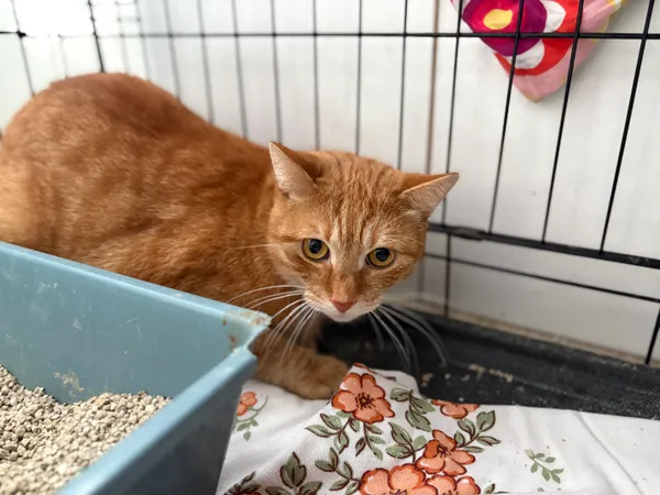 Kot do adopcji, Sosnowiec, 29 października 2025 (2/2)