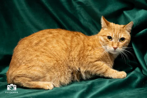 Kot do adopcji, Sosnowiec, 29 października 2025 (3/5)