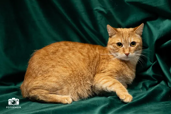 Kot do adopcji, Sosnowiec, 29 października 2025 (4/5)