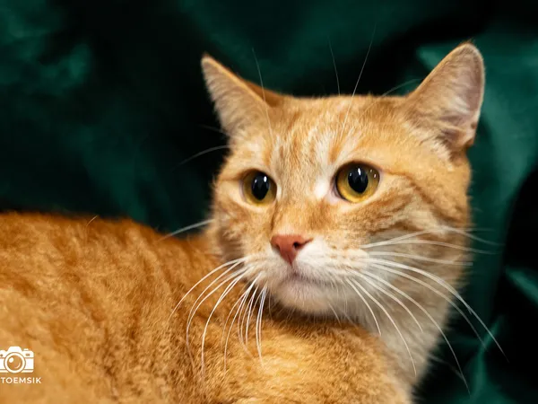 Kot do adopcji, Sosnowiec, 29 października 2025 (5/5)