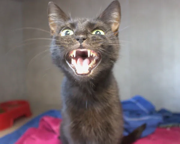 Kot do adopcji, Sosnowiec, 6 października 2025 (3/3)