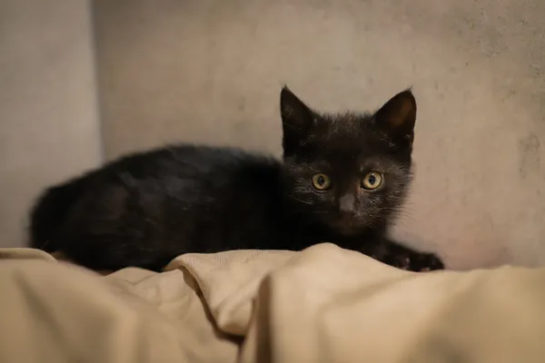 Kot do adopcji, Sosnowiec, 22 września 2025 (1/5)