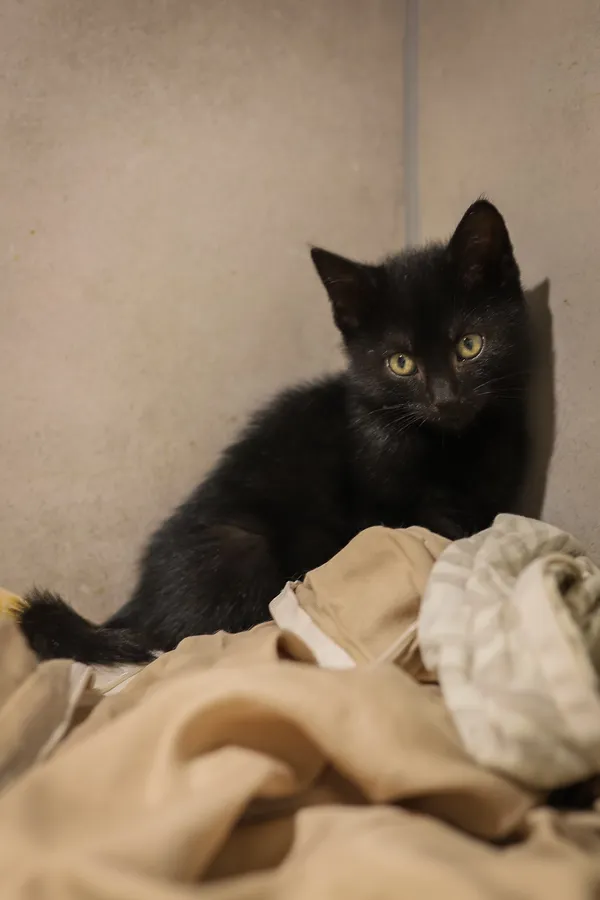 Kot do adopcji, Sosnowiec, 22 września 2025 (2/5)