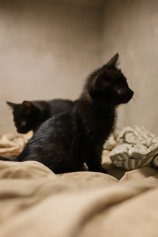 Kot do adopcji, Sosnowiec, 22 września 2025 (4/5)