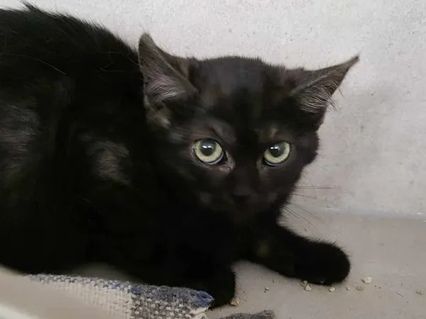 Kot do adopcji, Sosnowiec, 22 października 2025 (1/2)