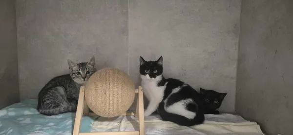 Kot do adopcji, Sosnowiec, 22 października 2025 (2/2)