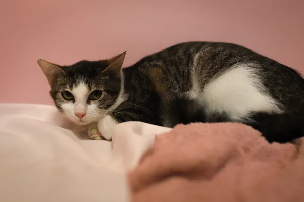 Kot do adopcji, Sosnowiec, 21 października 2025 (3/5)