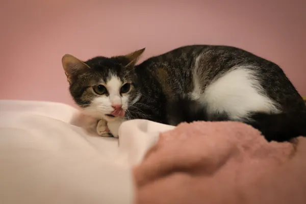 Kot do adopcji, Sosnowiec, 21 października 2025 (4/5)