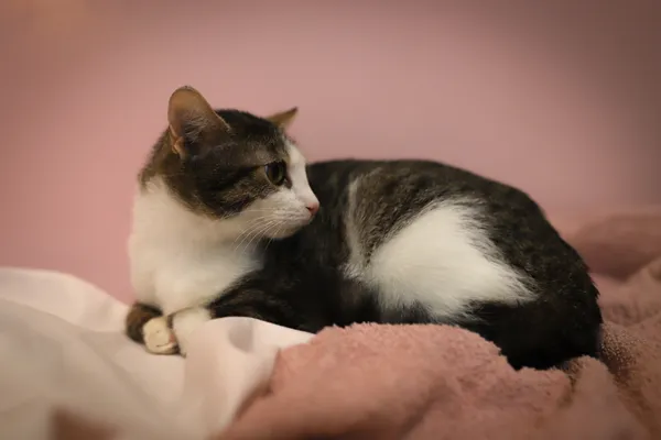 Kot do adopcji, Sosnowiec, 21 października 2025 (5/5)