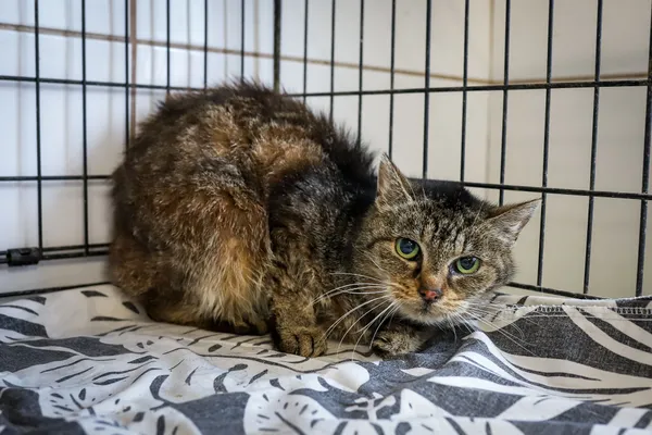 Kot do adopcji, Sosnowiec, 7 października 2025 (1/5)