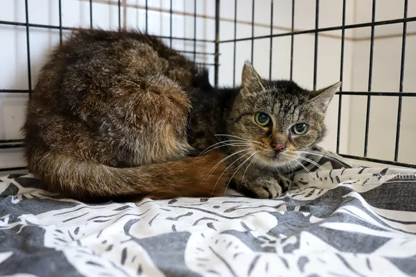 Kot do adopcji, Sosnowiec, 7 października 2025 (2/5)