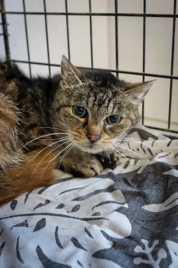 Kot do adopcji, Sosnowiec, 7 października 2025 (4/5)