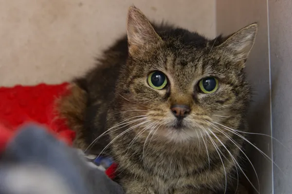 Kot do adopcji, Sosnowiec, 7 października 2025 (5/5)