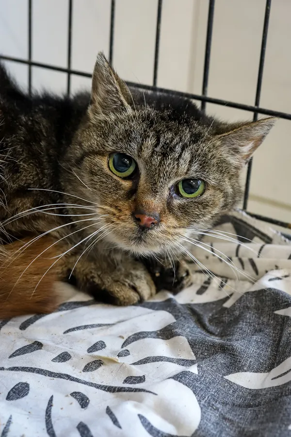 Kot do adopcji, Sosnowiec, 7 października 2025 (3/5)