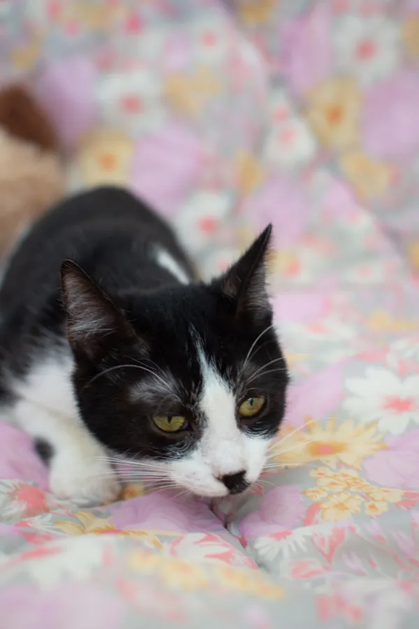 Kot do adopcji, Sosnowiec, 14 września 2025 (4/5)